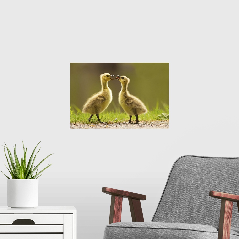 A modern room featuring Two Canada Goose goslings having an argument.