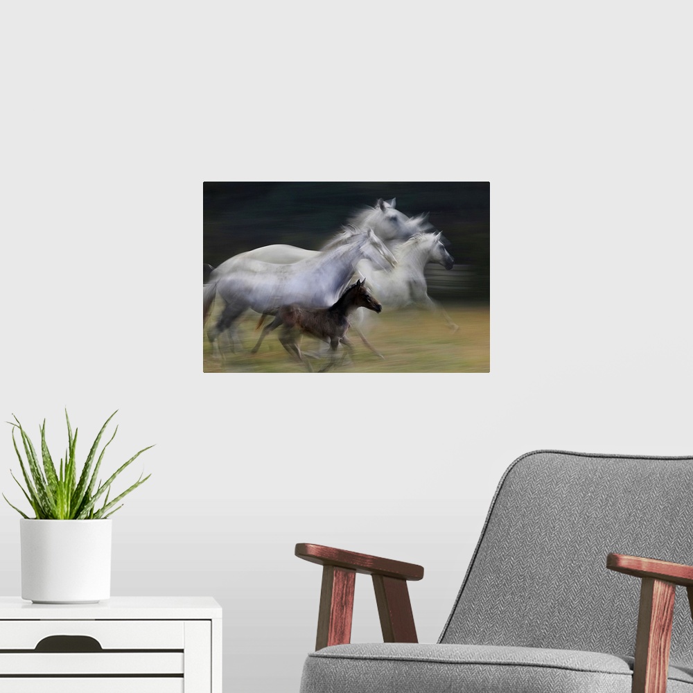 A modern room featuring A motion blurred photograph of a family of wild horses in full gallop.