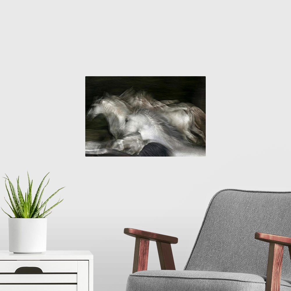 A modern room featuring Blurred motion image of a herd of white horses galloping in a field.