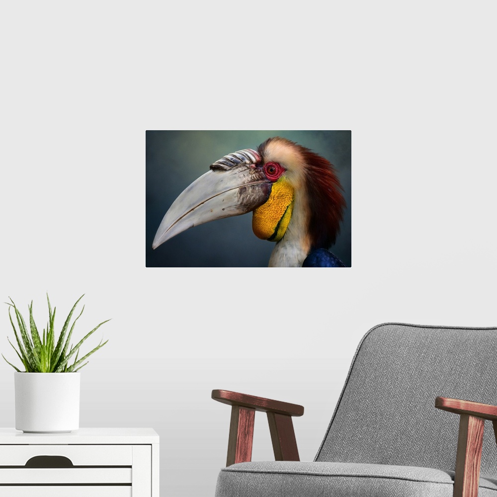 A modern room featuring Close-up portrait of a male wreathed hornbill.