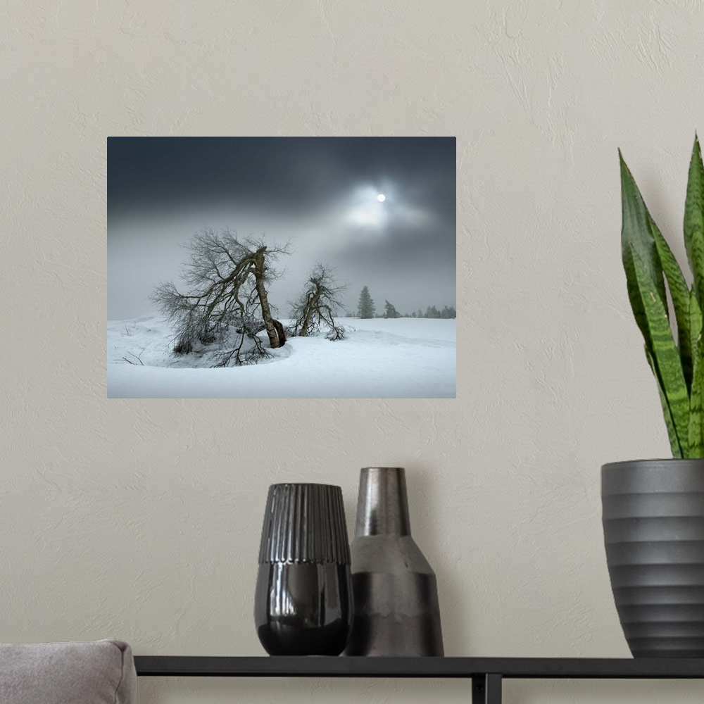 A modern room featuring Barren trees in the snow under the winter sun obscured by thick clouds, Hornisgrinde, Black Fores...