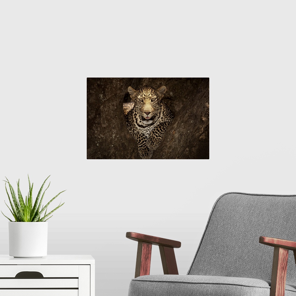 A modern room featuring A portrait of a leopard resting in the crook of a tree in Masai Mara, Africa
