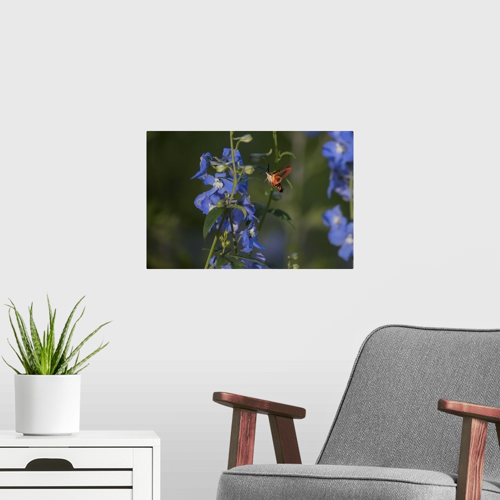A modern room featuring A Hummingbird Moth hovers near a vine with blue flowers.