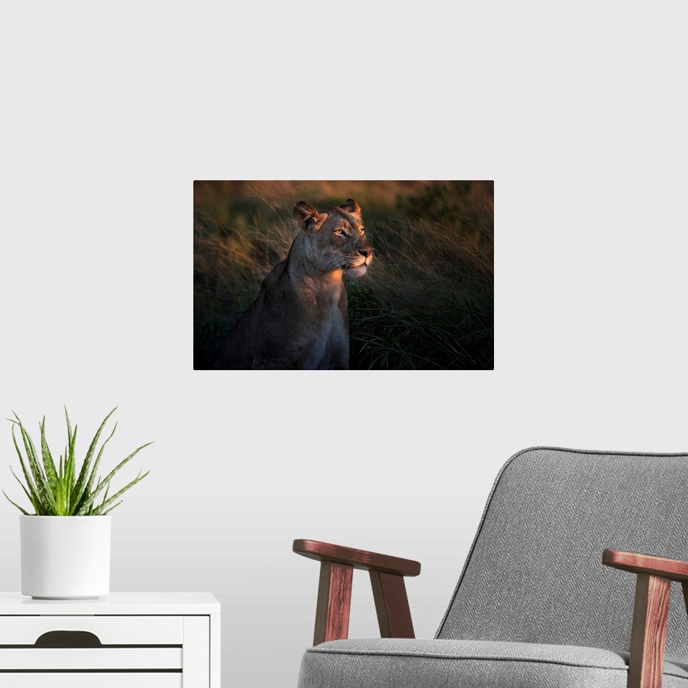 A modern room featuring Lioness At Firt Day Ligth