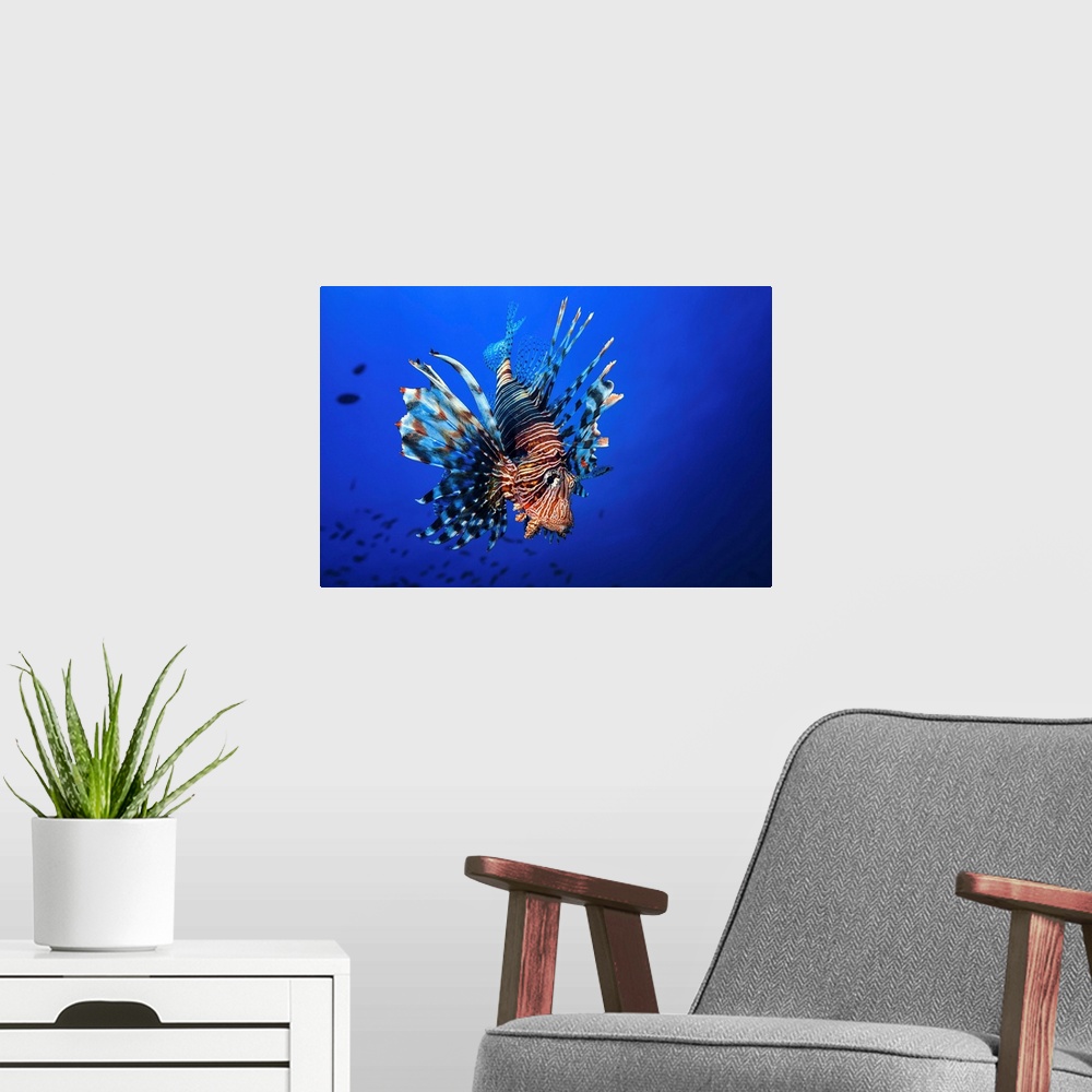 A modern room featuring Lionfish