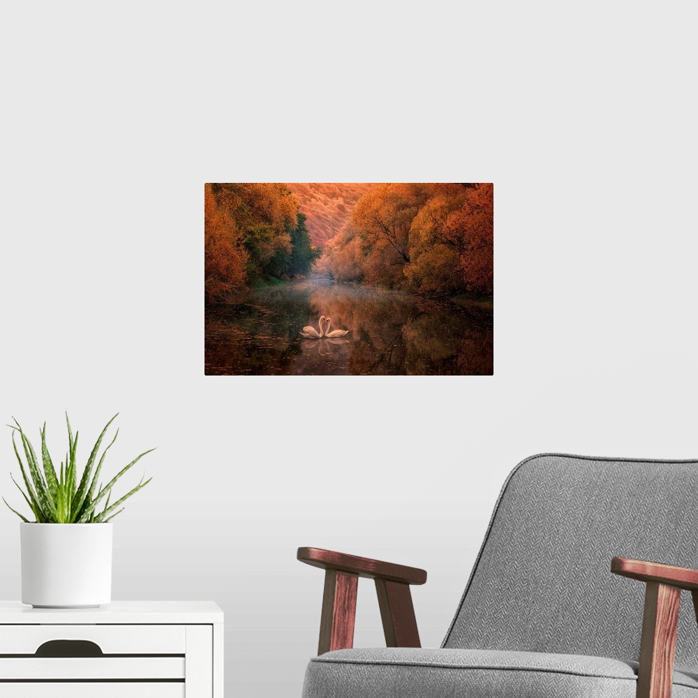 A modern room featuring Two swans meet face to face in a lake in an autumn forest.