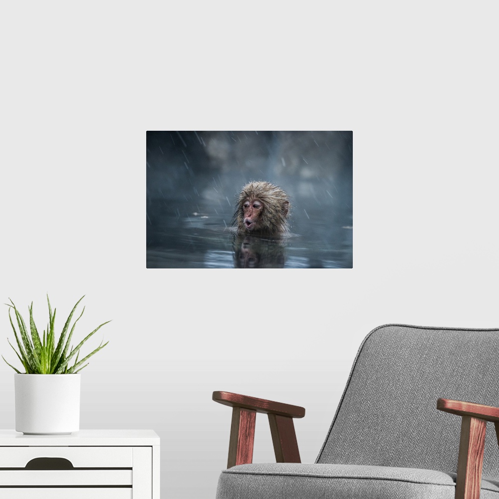 A modern room featuring A baby monkey in a hot spring calls for its mother as snow falls.