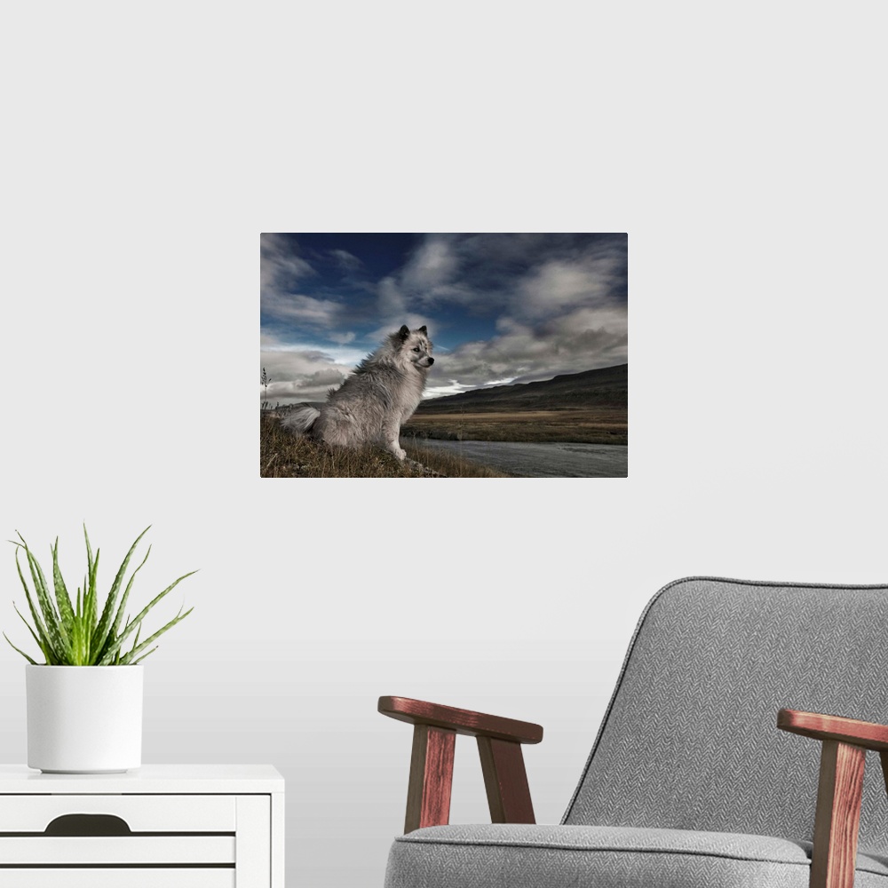 A modern room featuring A grey and white dog sitting by the edge of a river in a rural landscape with clouds in the sky.