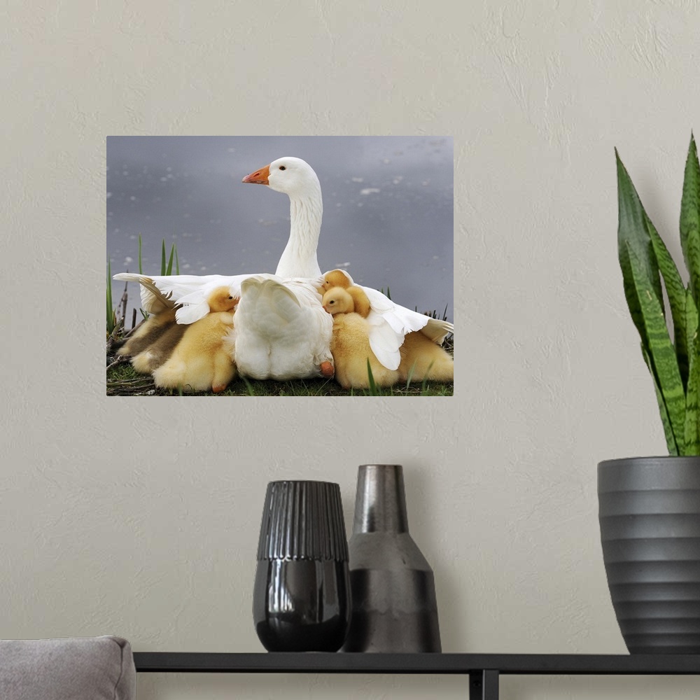 A modern room featuring A mother goose shielding her goslings from a rain.