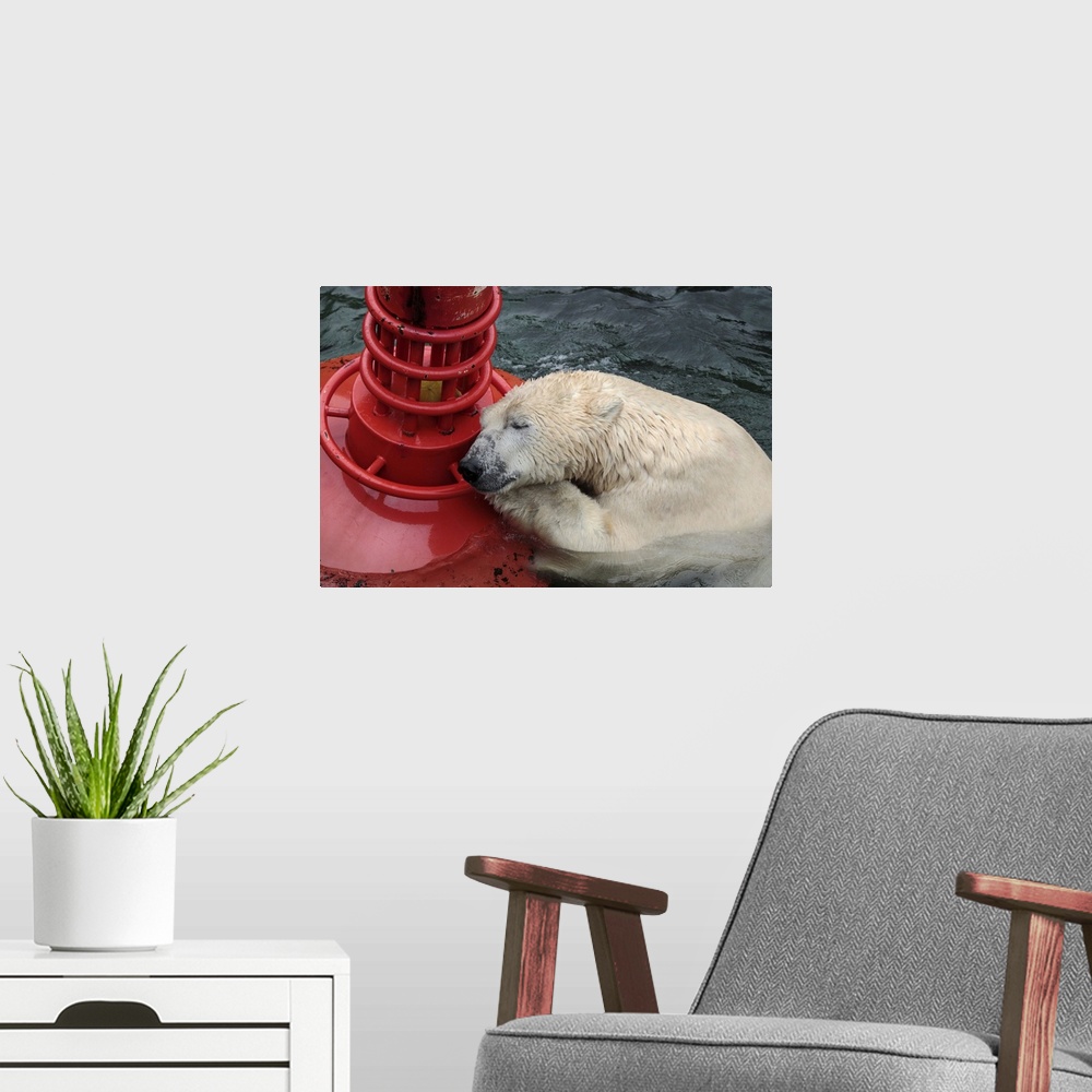 A modern room featuring An exhausted looking polar bear rests on a bright red buoy in the water.