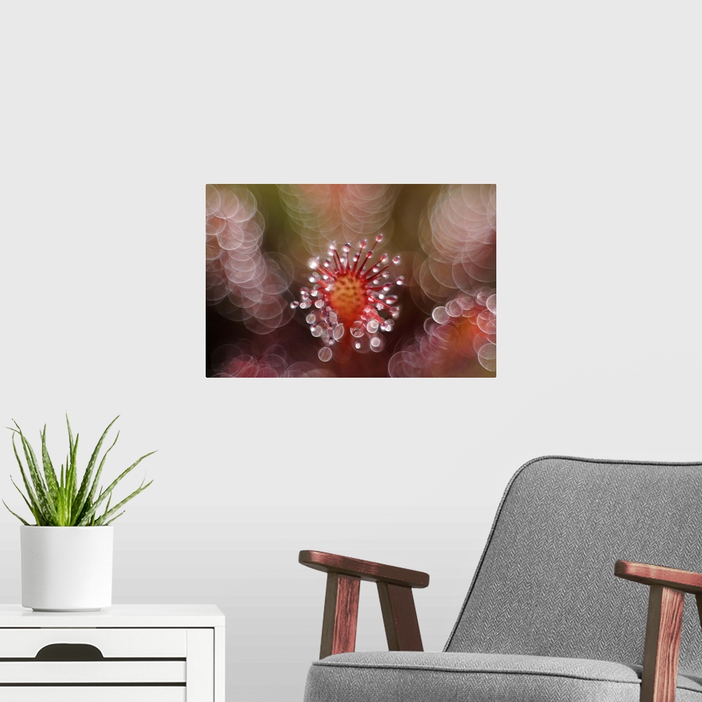 A modern room featuring Macro image of a spiky flower covered in dew drops, surrounded by bokeh lights.