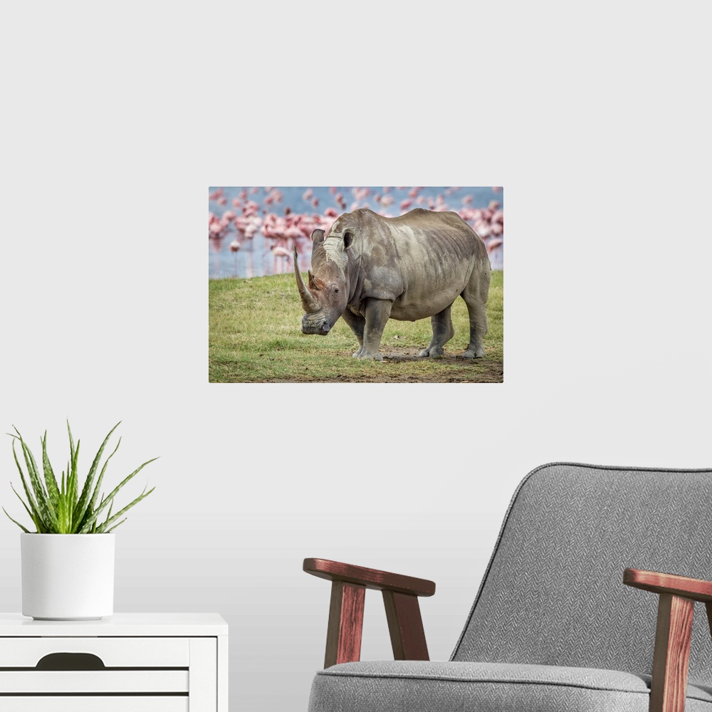 A modern room featuring A portrait of a rhinoceros with a group of pink flamingos in the background.
