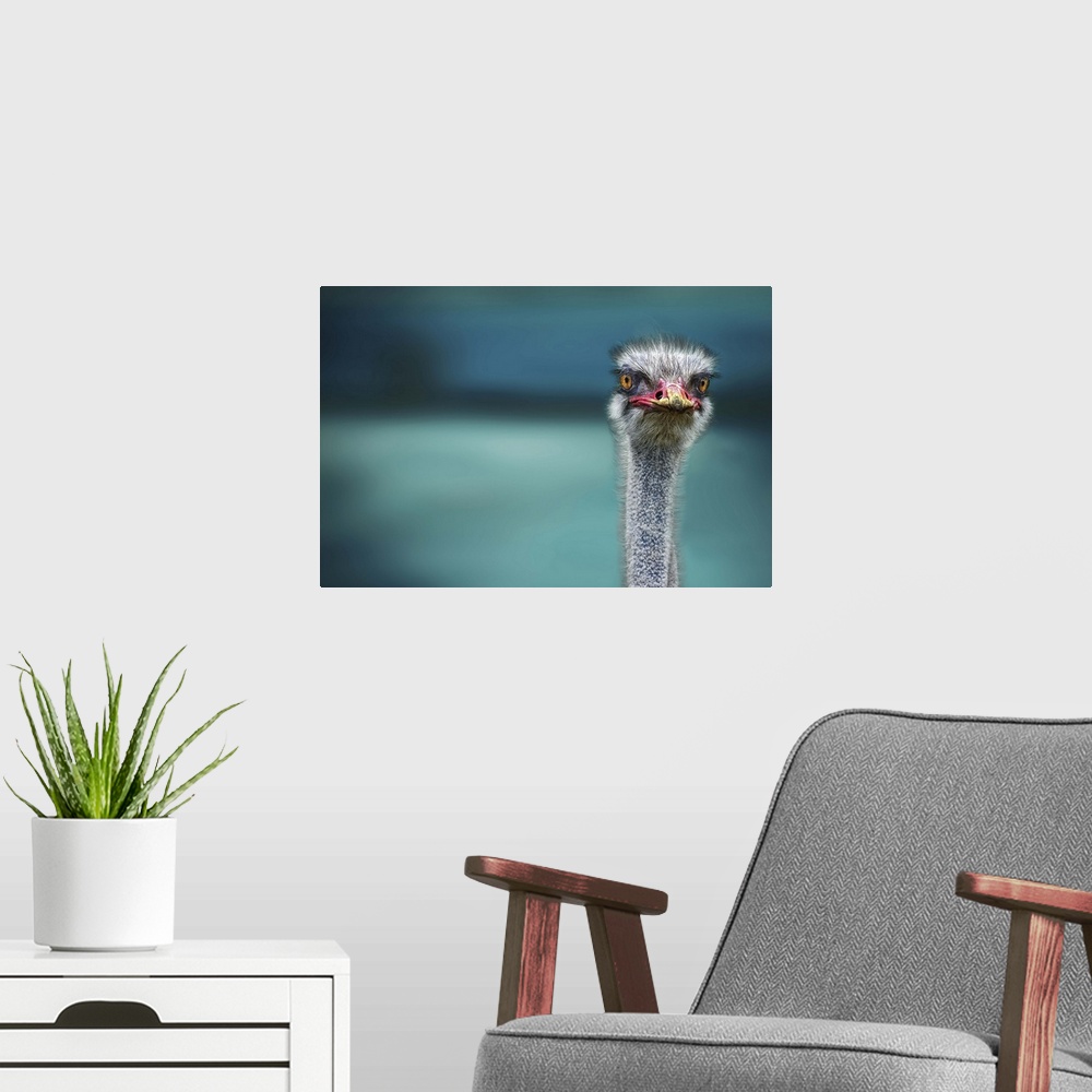 A modern room featuring The head and neck of an alert ostrich, with yellow dust on its beak.