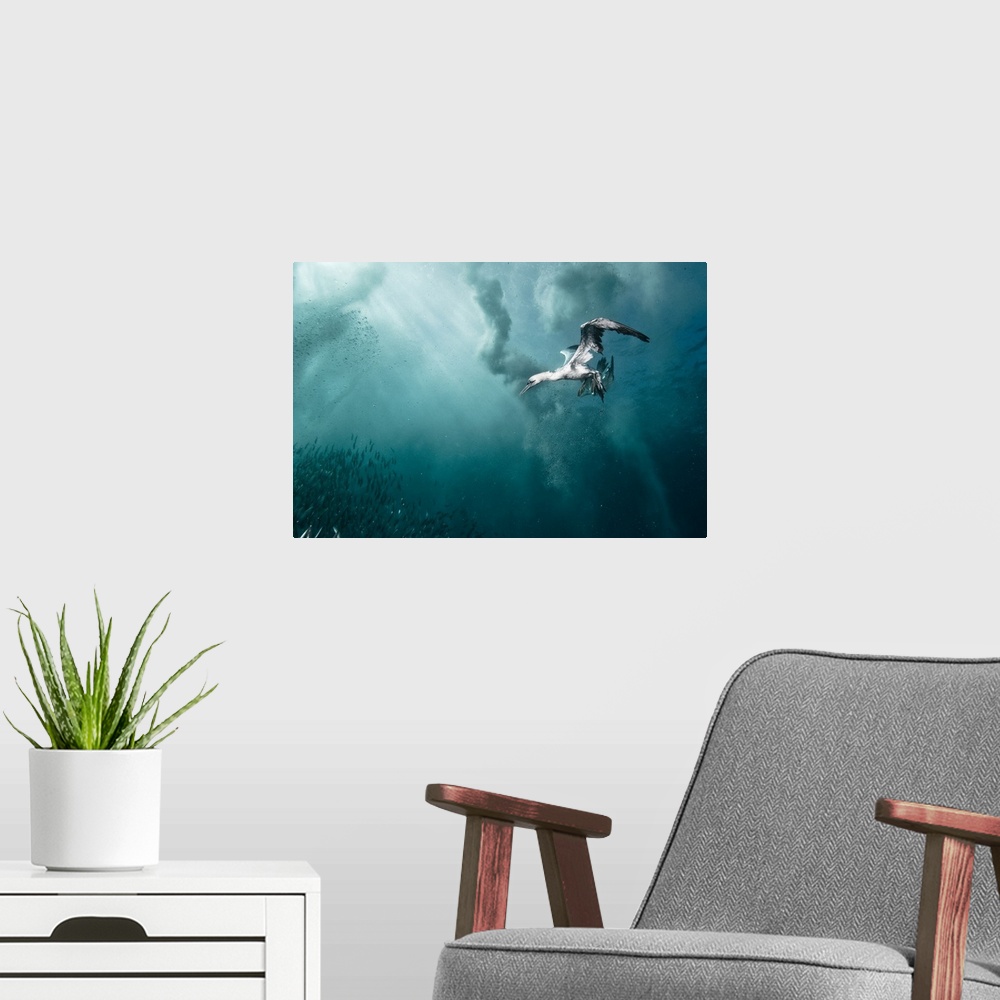 A modern room featuring A gannet dives underwater to catch some fish, South Africa.
