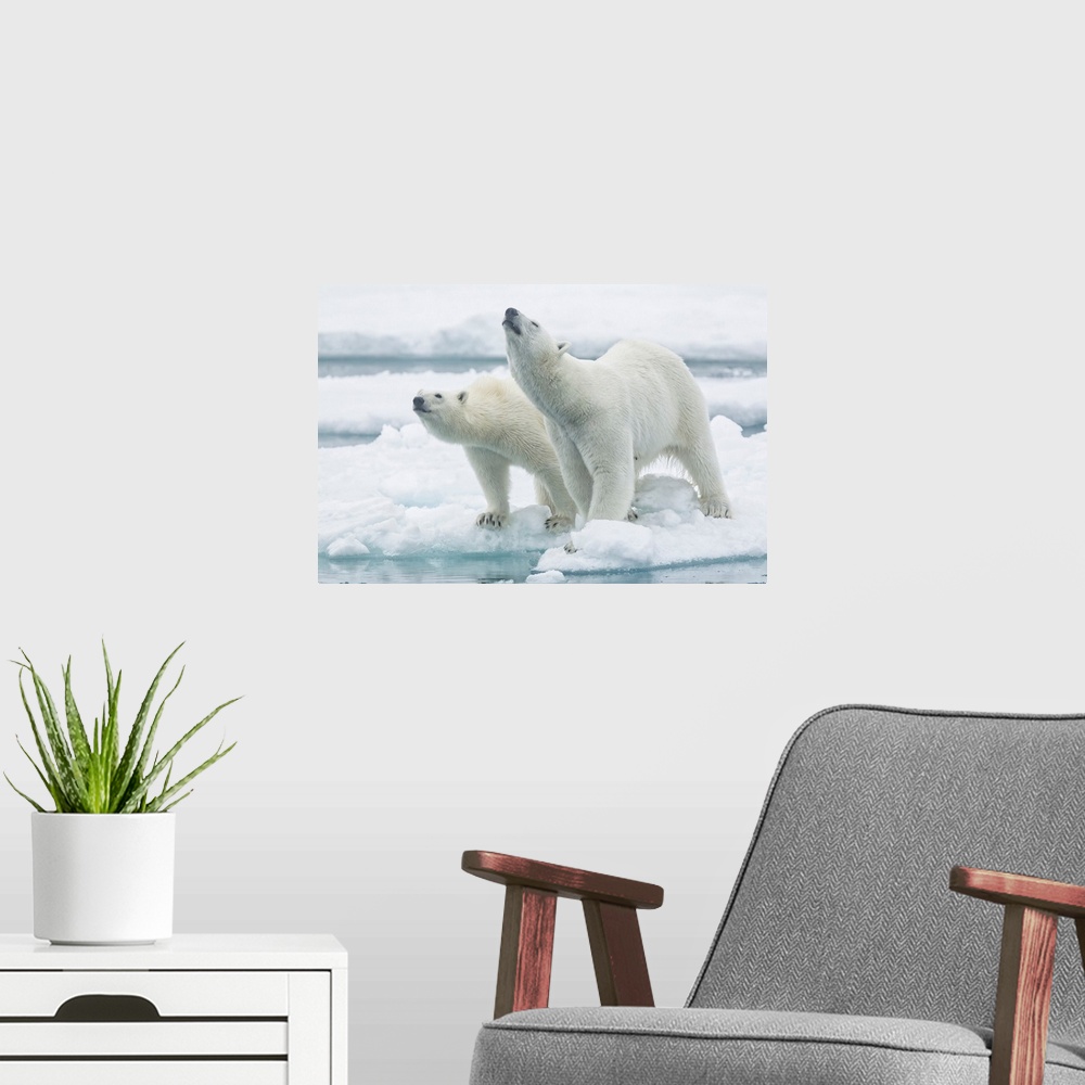 A modern room featuring Polar Bears, Mother And Son