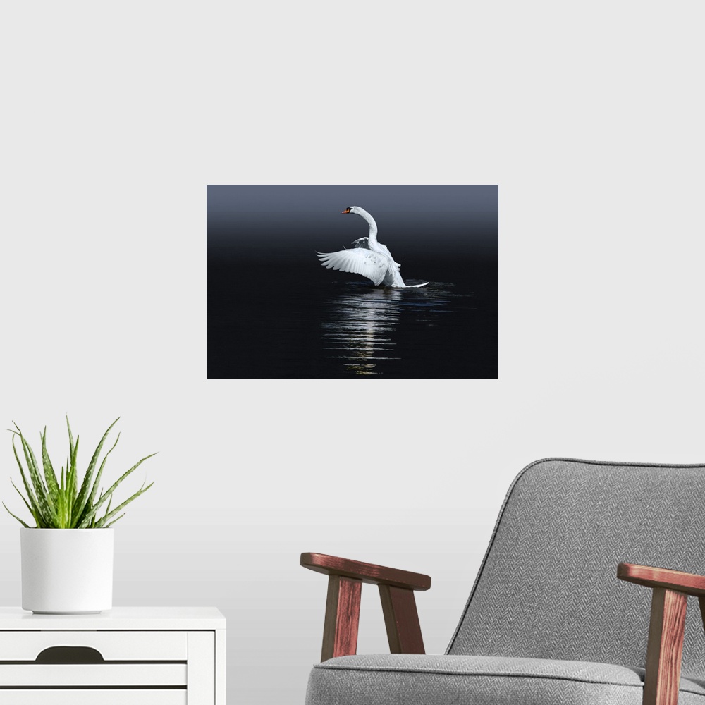A modern room featuring A Mute Swan flaps its wings, preparing to take off from the water.