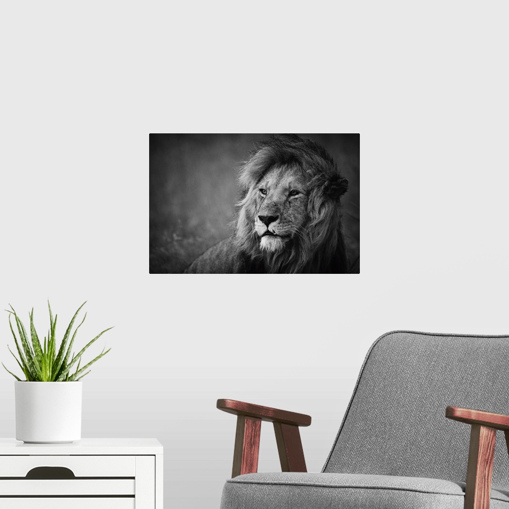 A modern room featuring Black and white portrait of a proud-looking male lion.