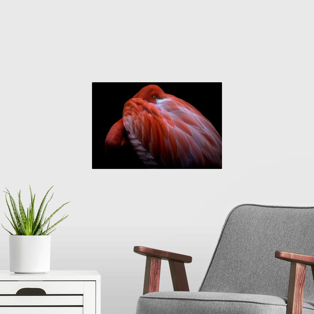 A modern room featuring A Caribbean Flamingo with its head buried in its feathers, with just its eye visible.