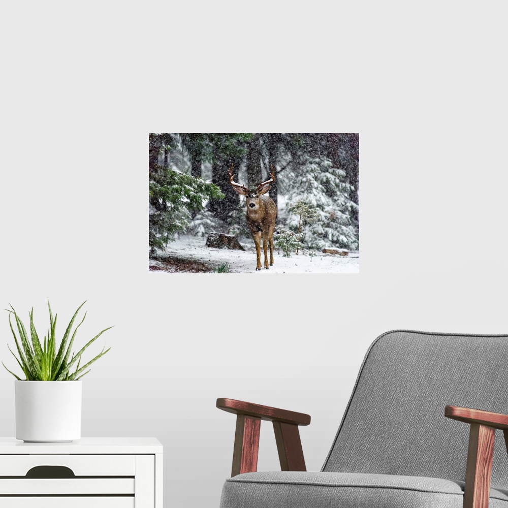 A modern room featuring Snow Storm And The Buck Deer