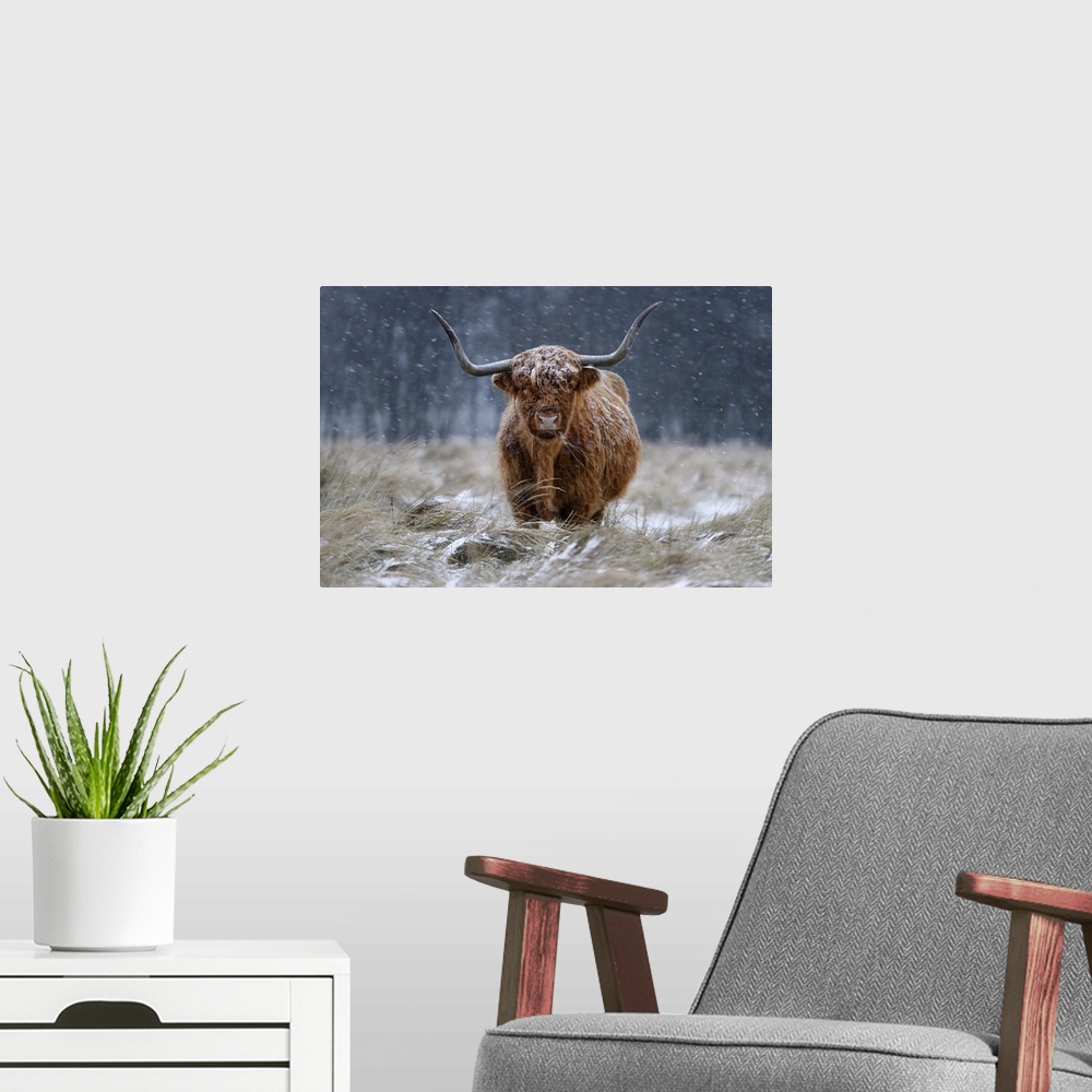 A modern room featuring Snowy Highland Cow