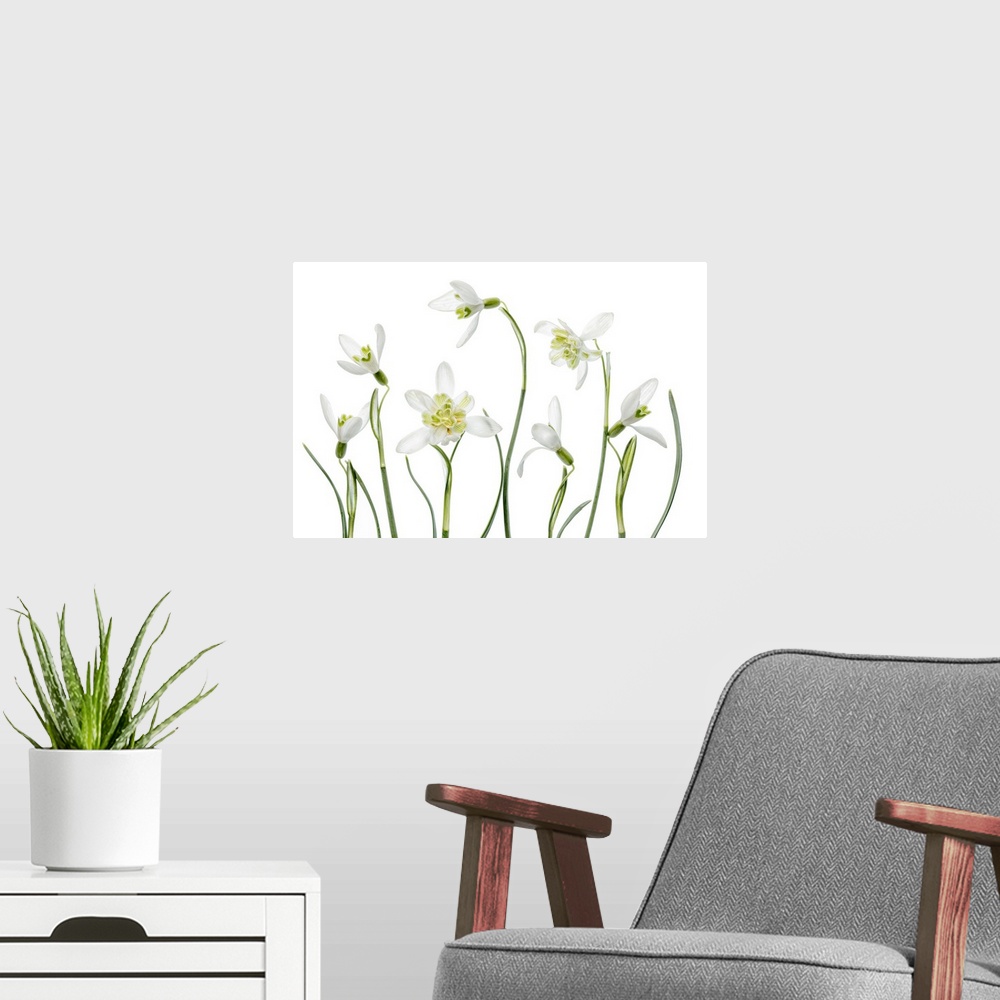 A modern room featuring Spring Snowdrops