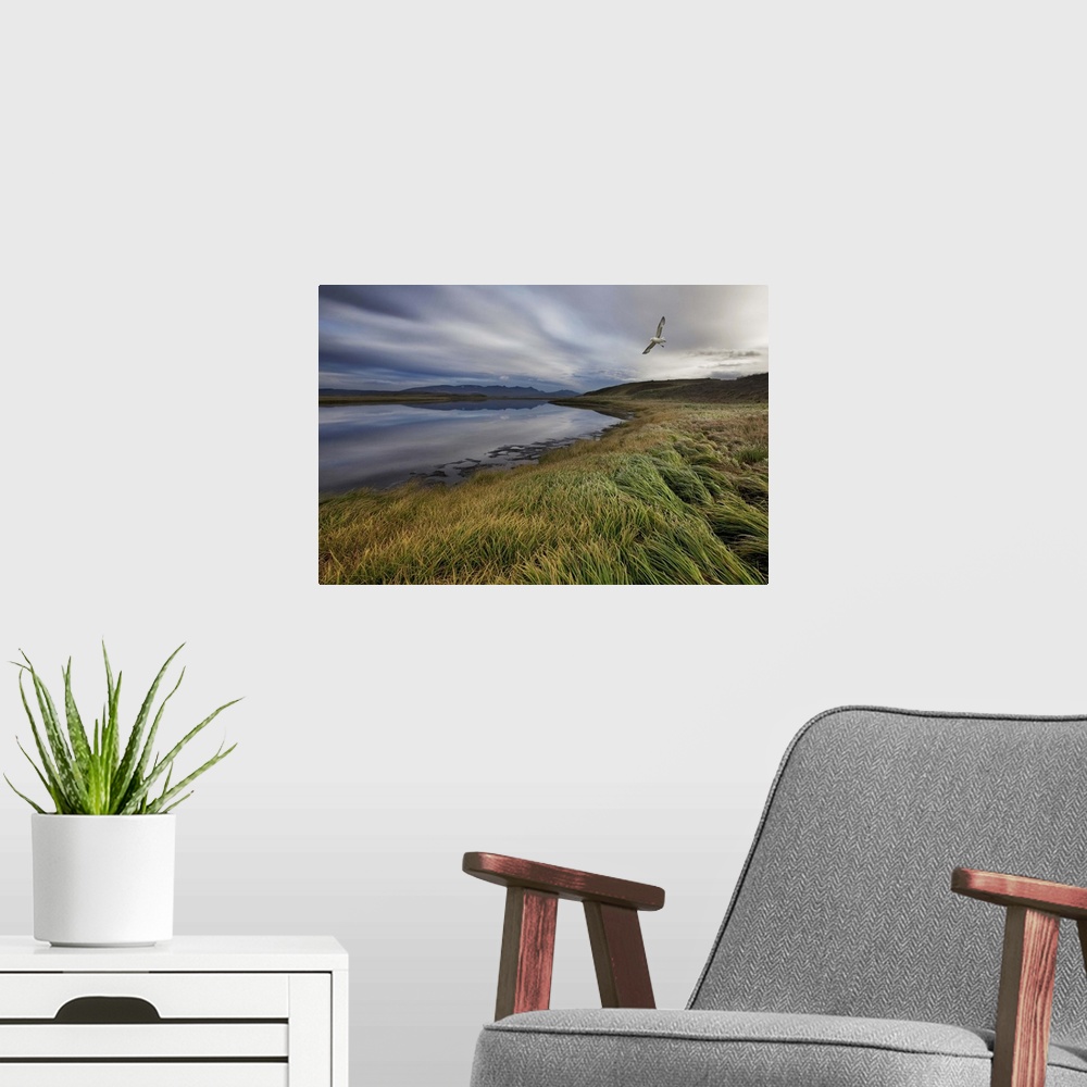 A modern room featuring A shore bird flies over a windswept Icelandic landscape.