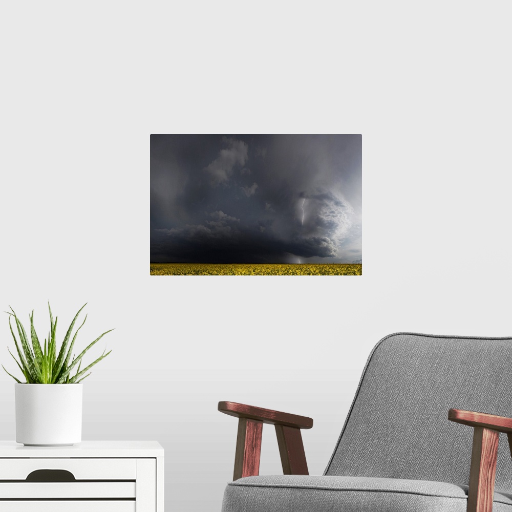 A modern room featuring Dark storm clouds with lightning looming over a canola field.