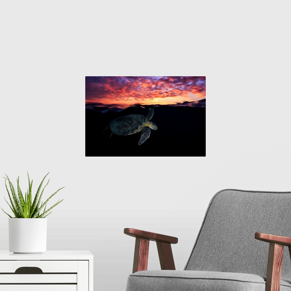 A modern room featuring Sunset Turtle