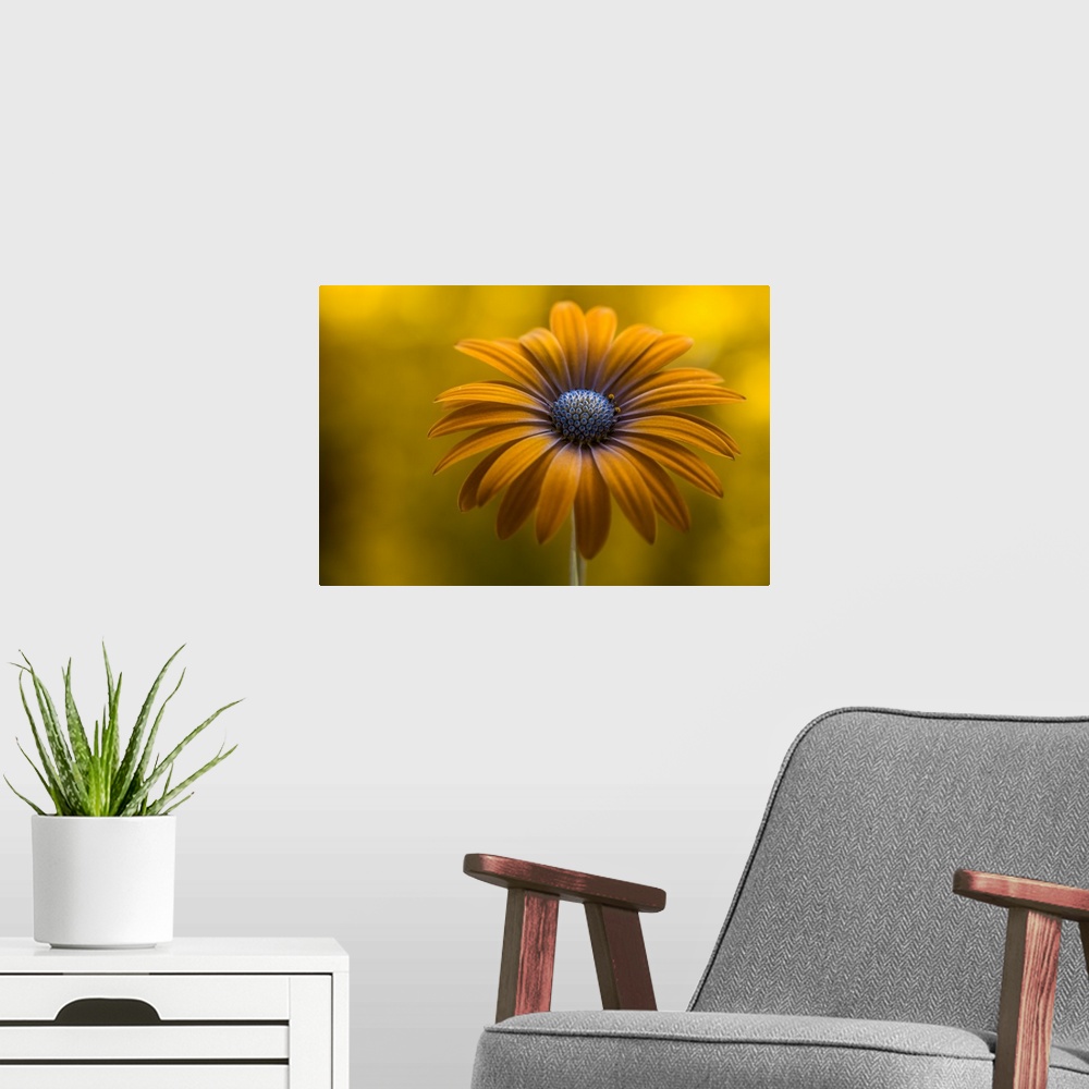 A modern room featuring A bright yellow daisy with long petals.