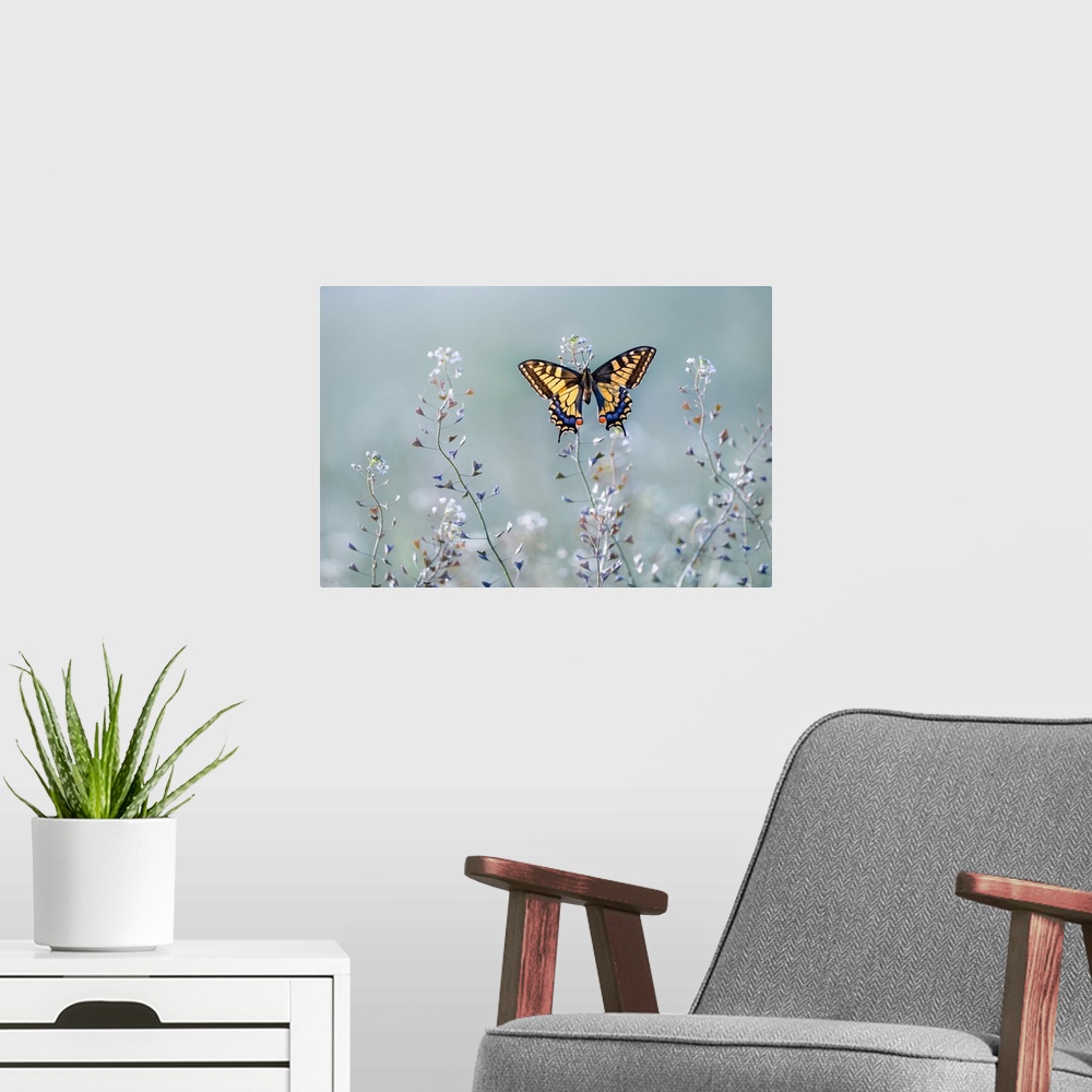 A modern room featuring Swallowtail Beauty