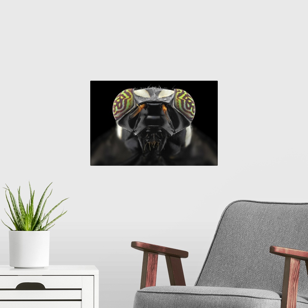 A modern room featuring Macro photograph of the head of a fly with compound eyes and antennae clearly visible.