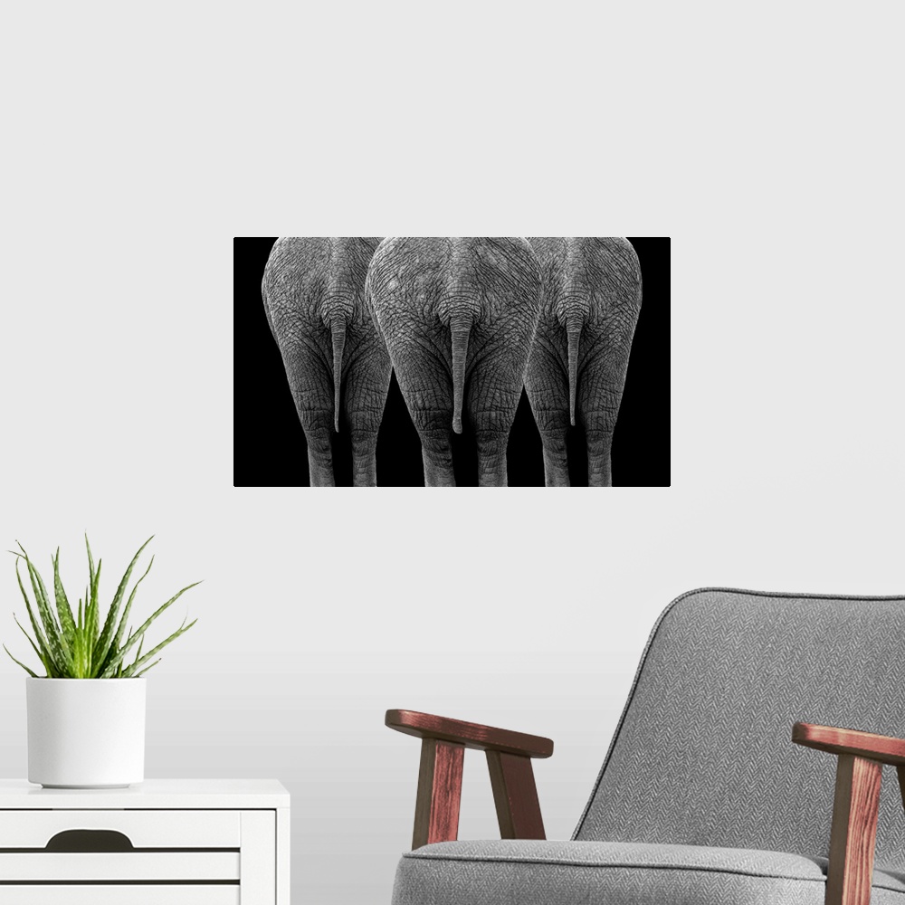 A modern room featuring The Elephants