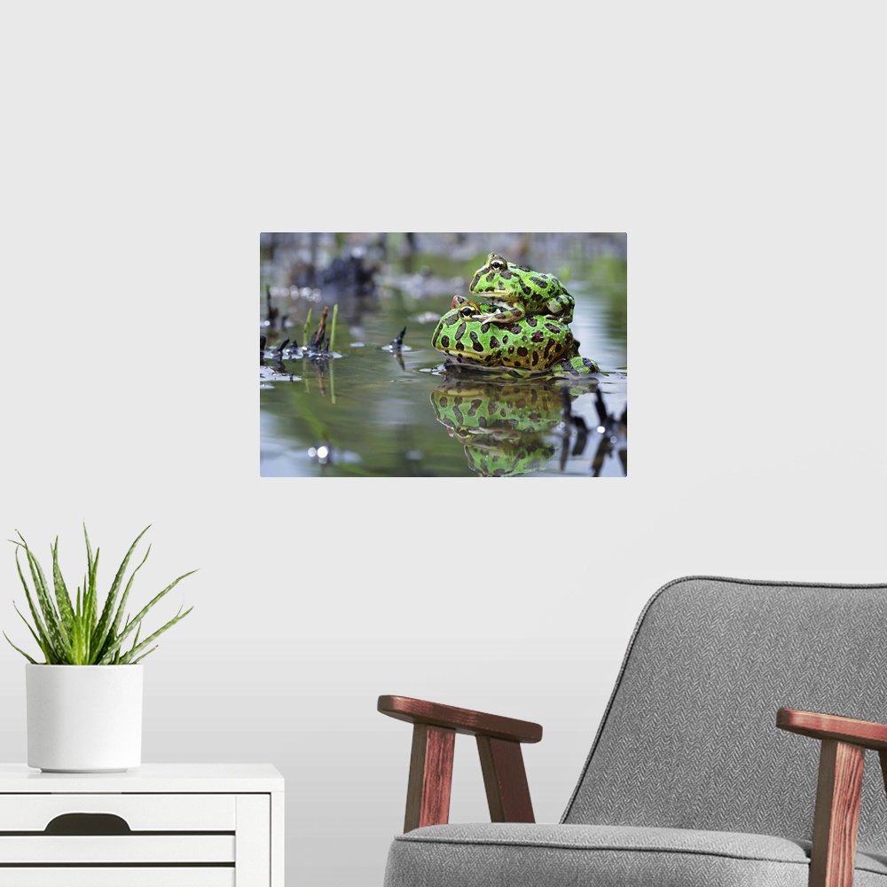 A modern room featuring A young frog sitting on the back of its mother in the water.