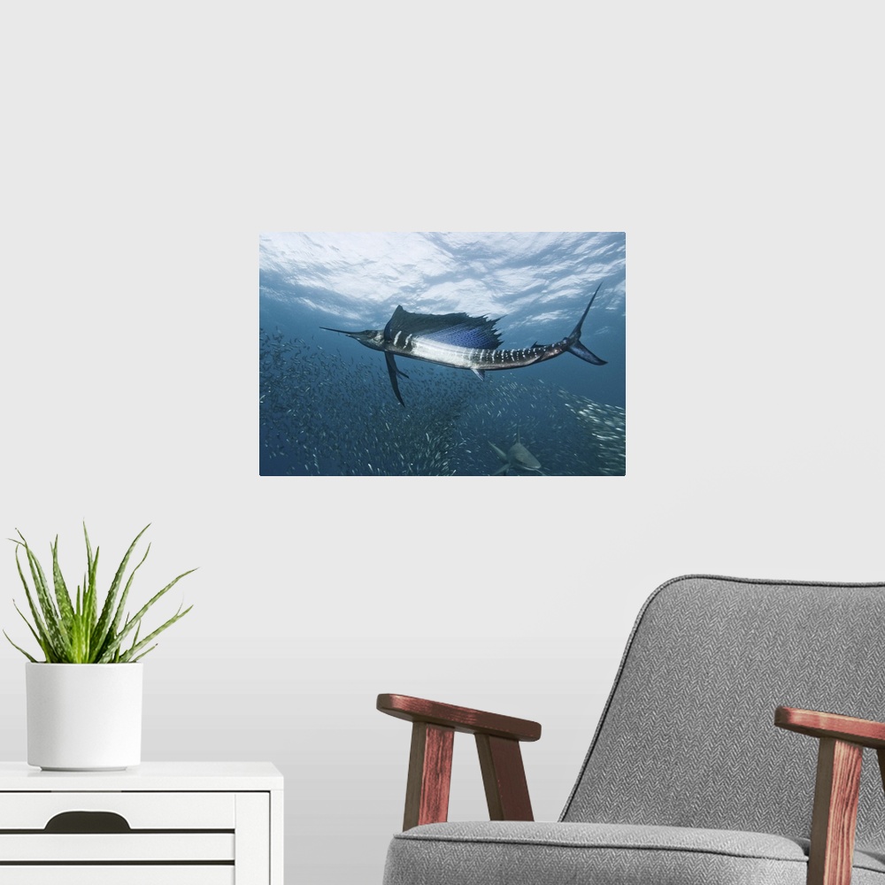 A modern room featuring A sailfish swims through a school of smaller fish, with a shark passing by below.
