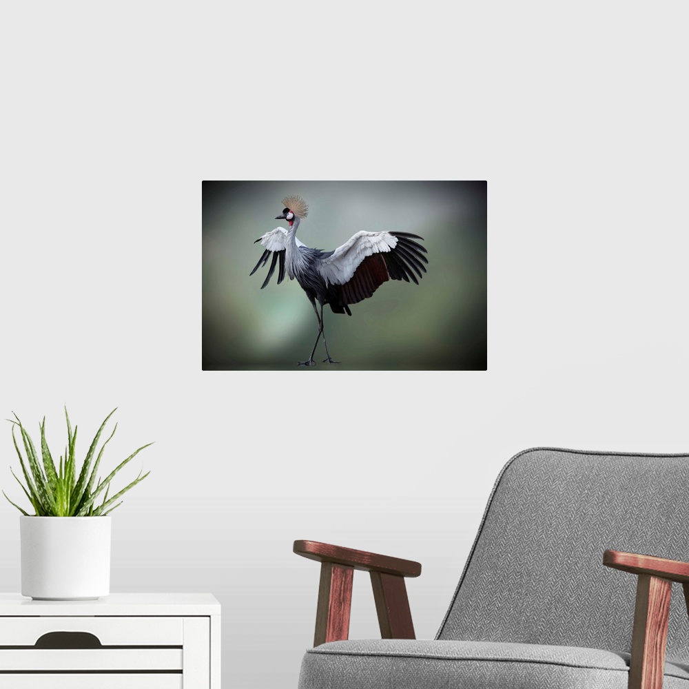 A modern room featuring Crowned Crane spreading its wings nad showing off its feathers.