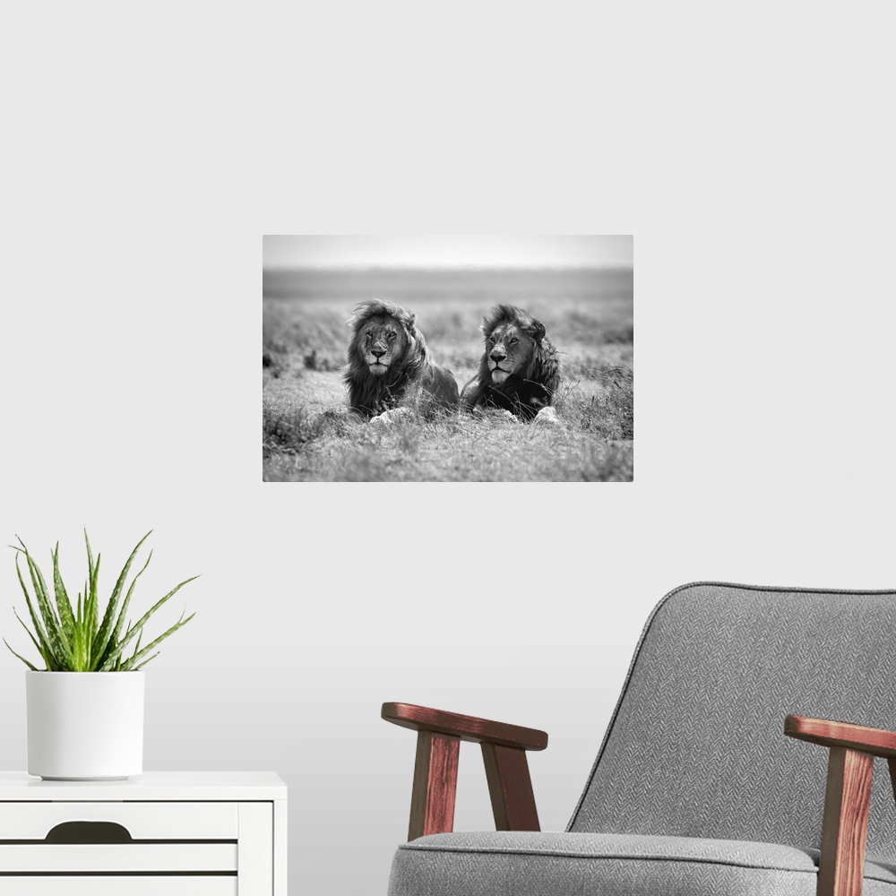 A modern room featuring Black and white photograph of two male lions enjoying a breeze on the savannah in Tanzania.