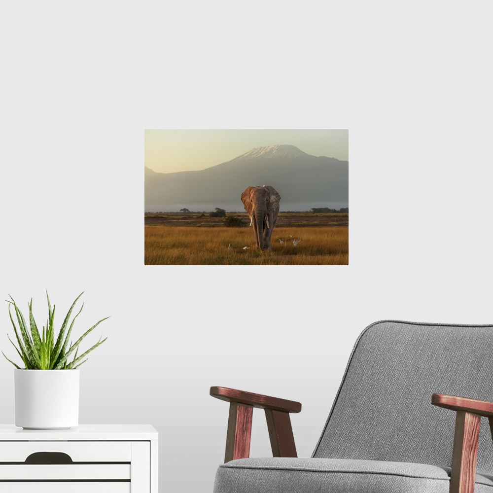 A modern room featuring Landscape photograph of the African savannah with an elephant walking with a bird on its back as ...