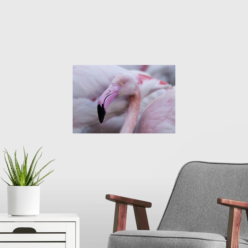 A modern room featuring Close-up photograph of a pink flamingo dripping water from its beak.