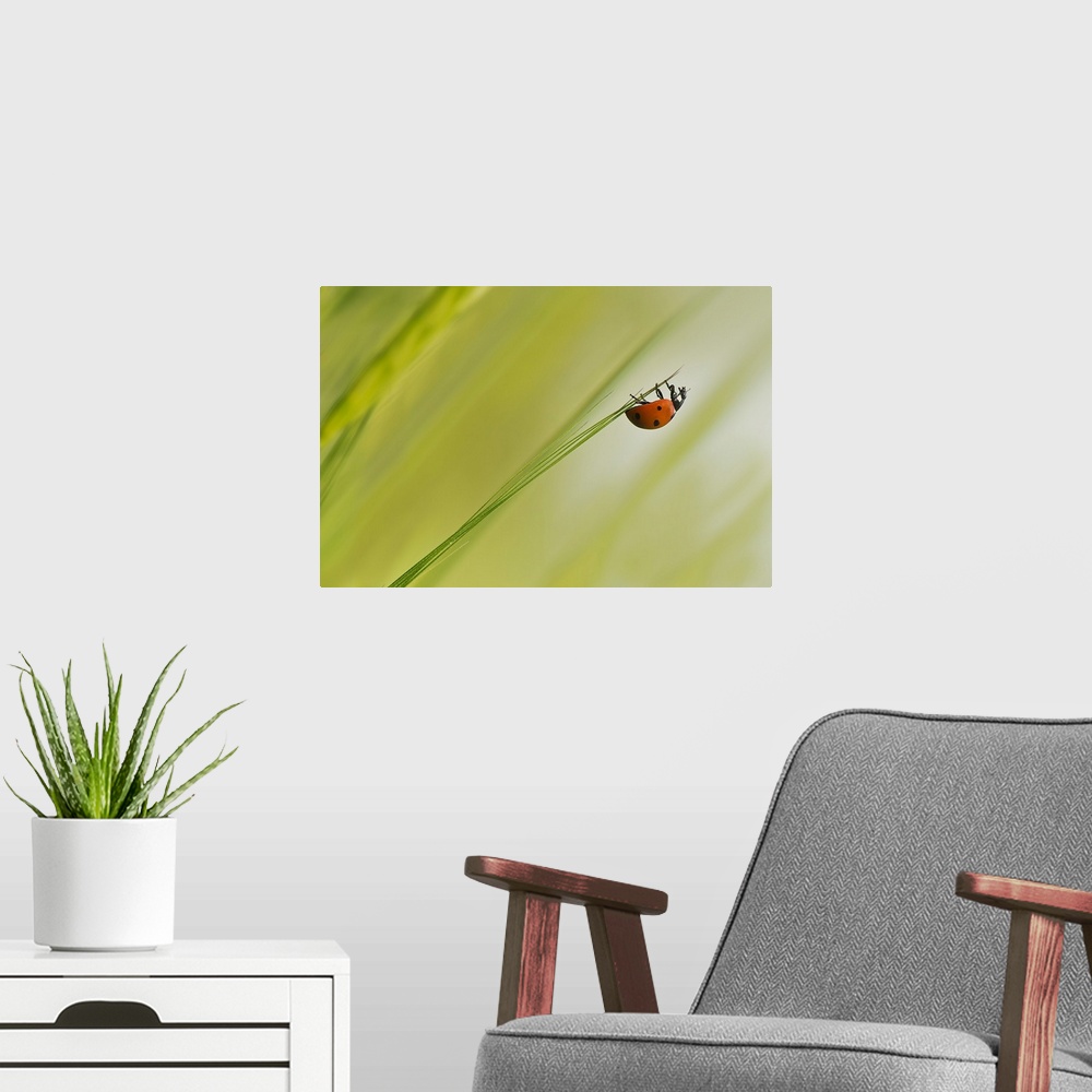 A modern room featuring A ladybug hangs upside-down from the tip of a blade of grass.