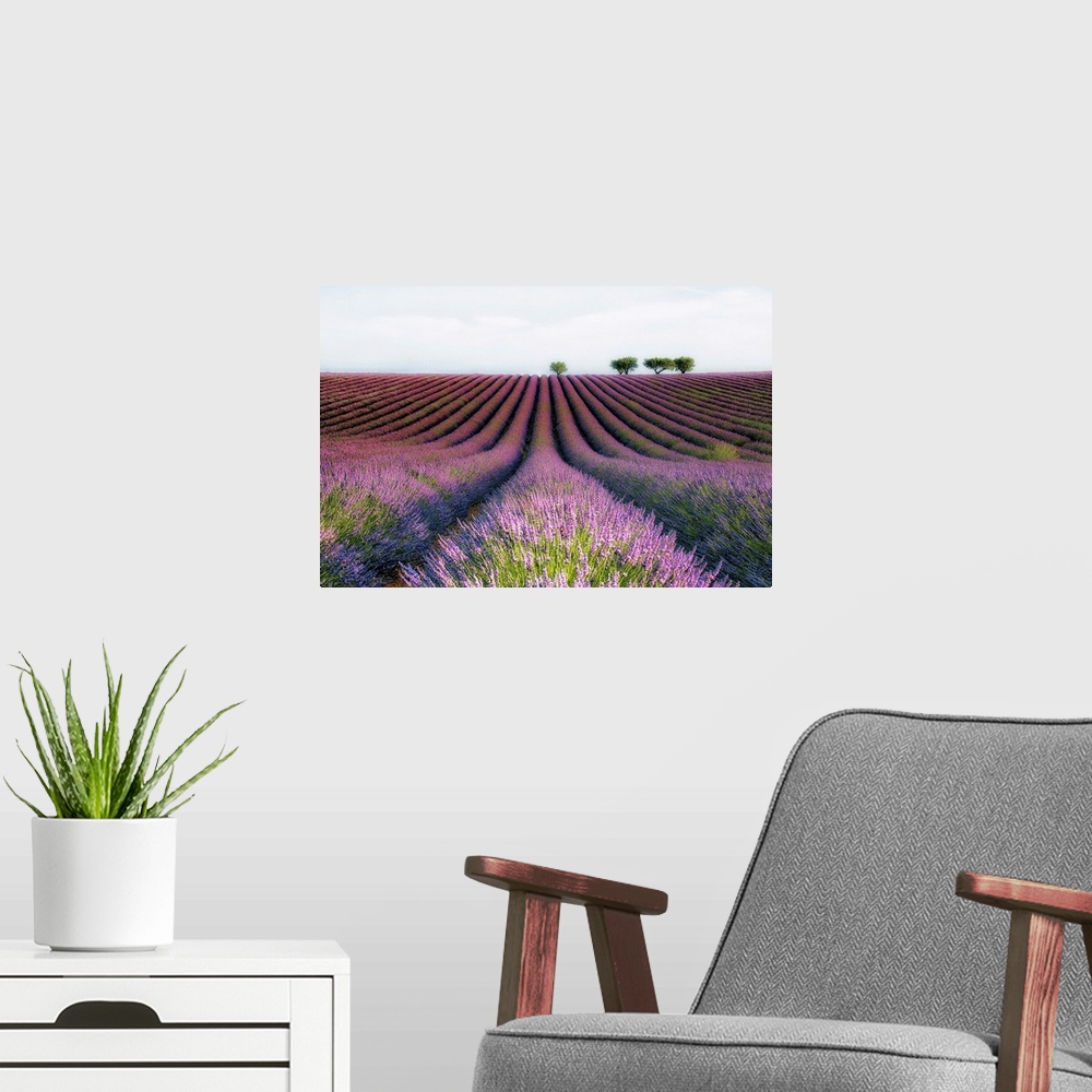 A modern room featuring Countryside fields with rows of lavender.