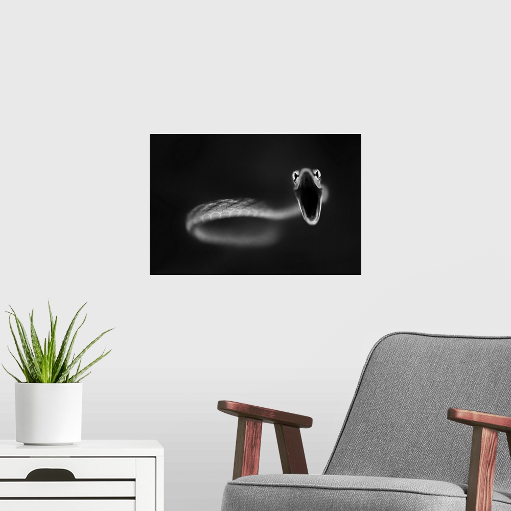 A modern room featuring A coiled up snake with wide open mouth, ready to strike.