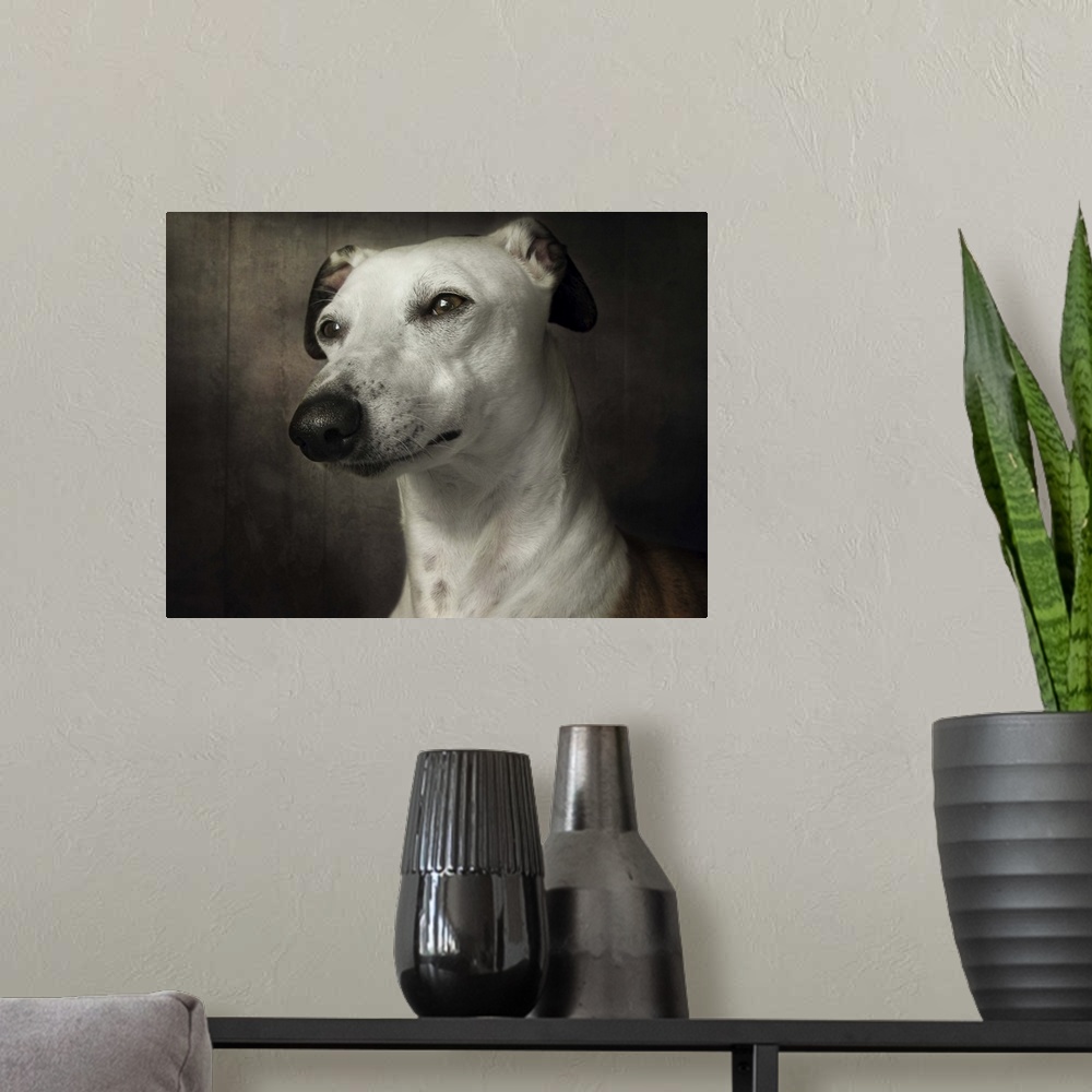A modern room featuring Portrait of a regal Whippet dog with clear brown eyes.