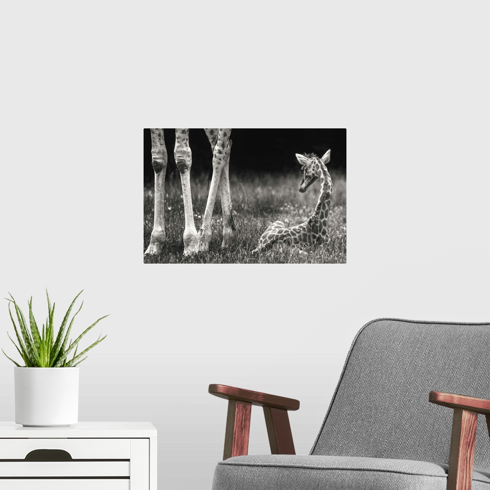 A modern room featuring A newborn baby giraffe laying in the grass next to its mother's legs.