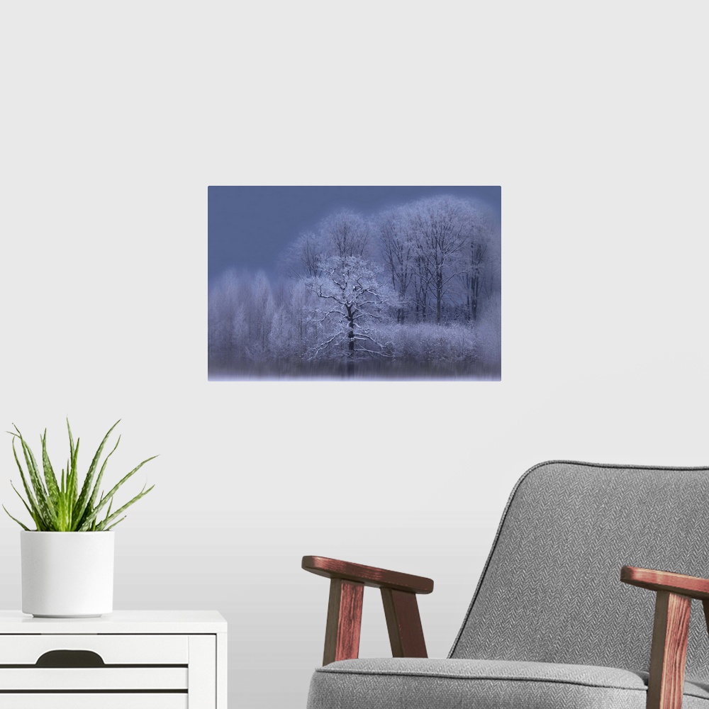 A modern room featuring A grove of trees in the winter, with snow covered branches and a dark sky.