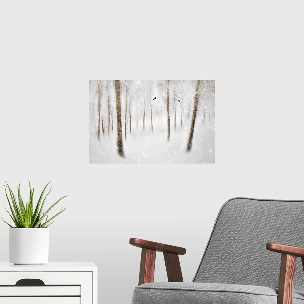 A modern room featuring Winter Birches