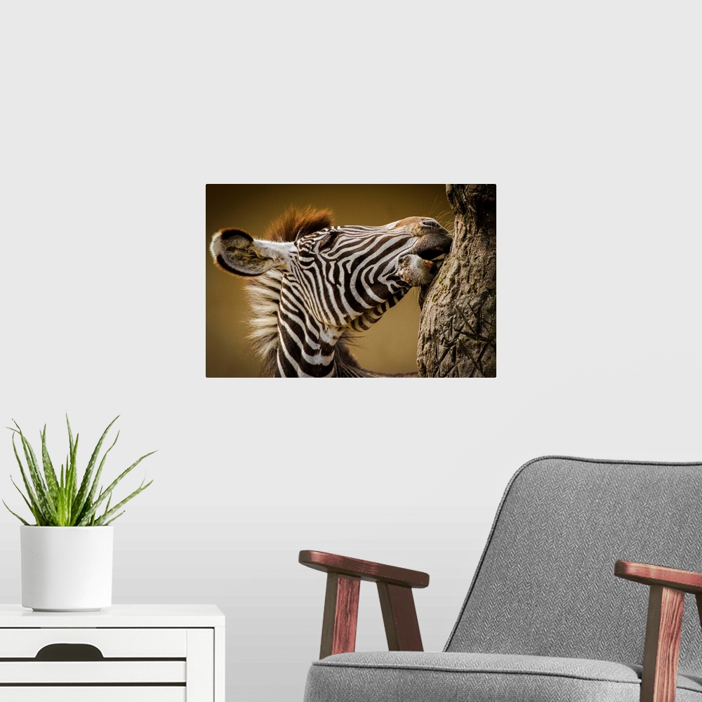 A modern room featuring A young zebra gnawing at tree bark in the African Savannah.