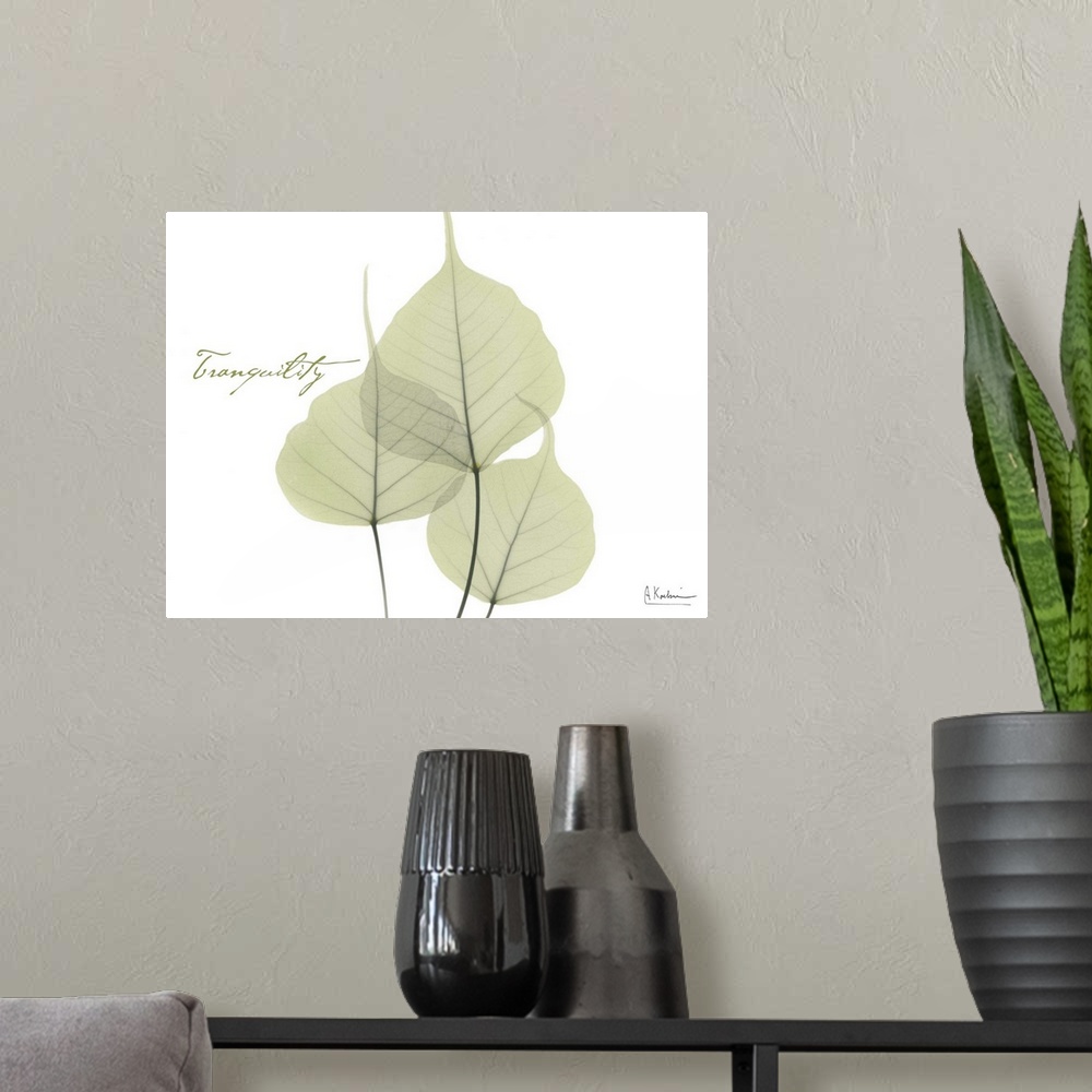 A modern room featuring X-ray photograph of leaves against a white background.