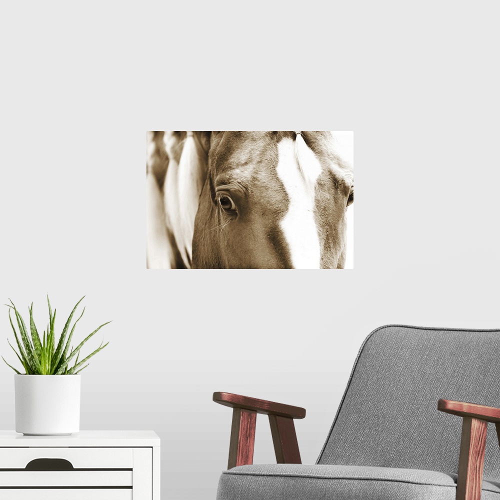 A modern room featuring Sepia toned close-up photograph of a horse gazing into the camera. With a braided mane.