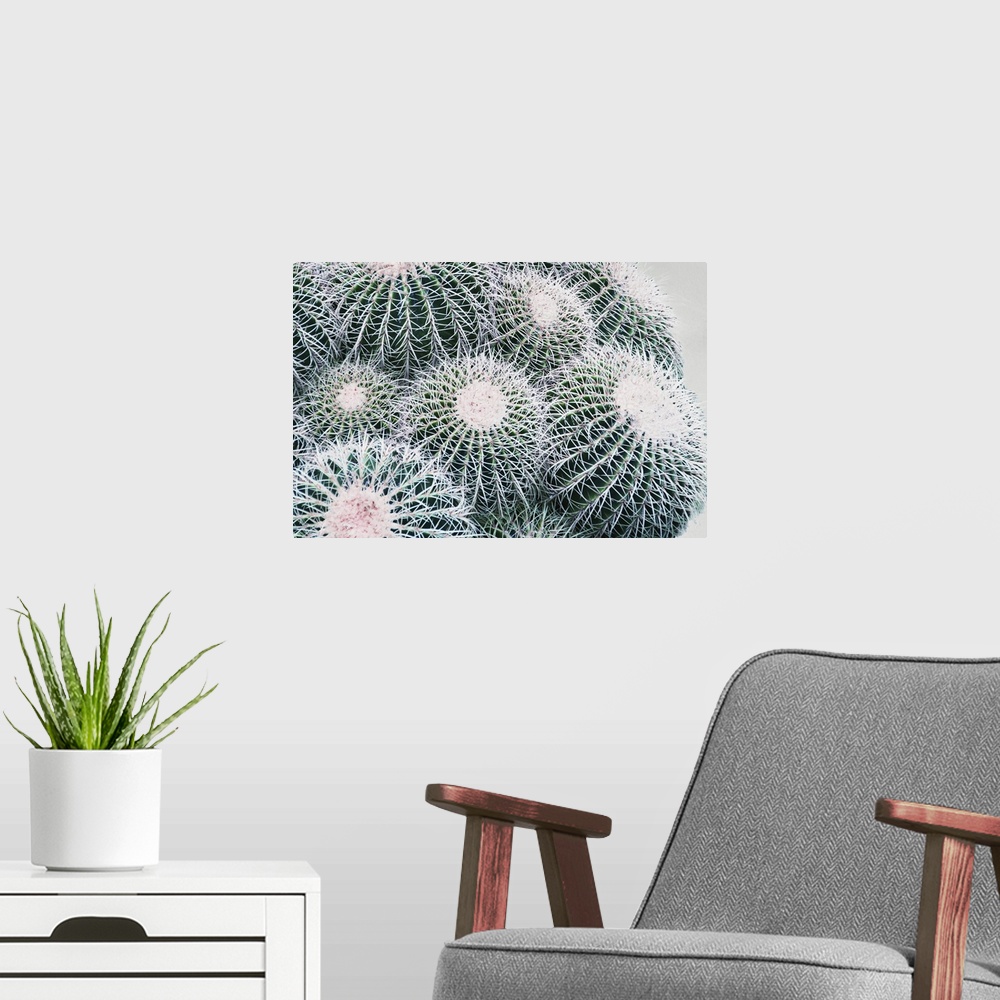 A modern room featuring Close up photo of round cactus buds covered in spines.