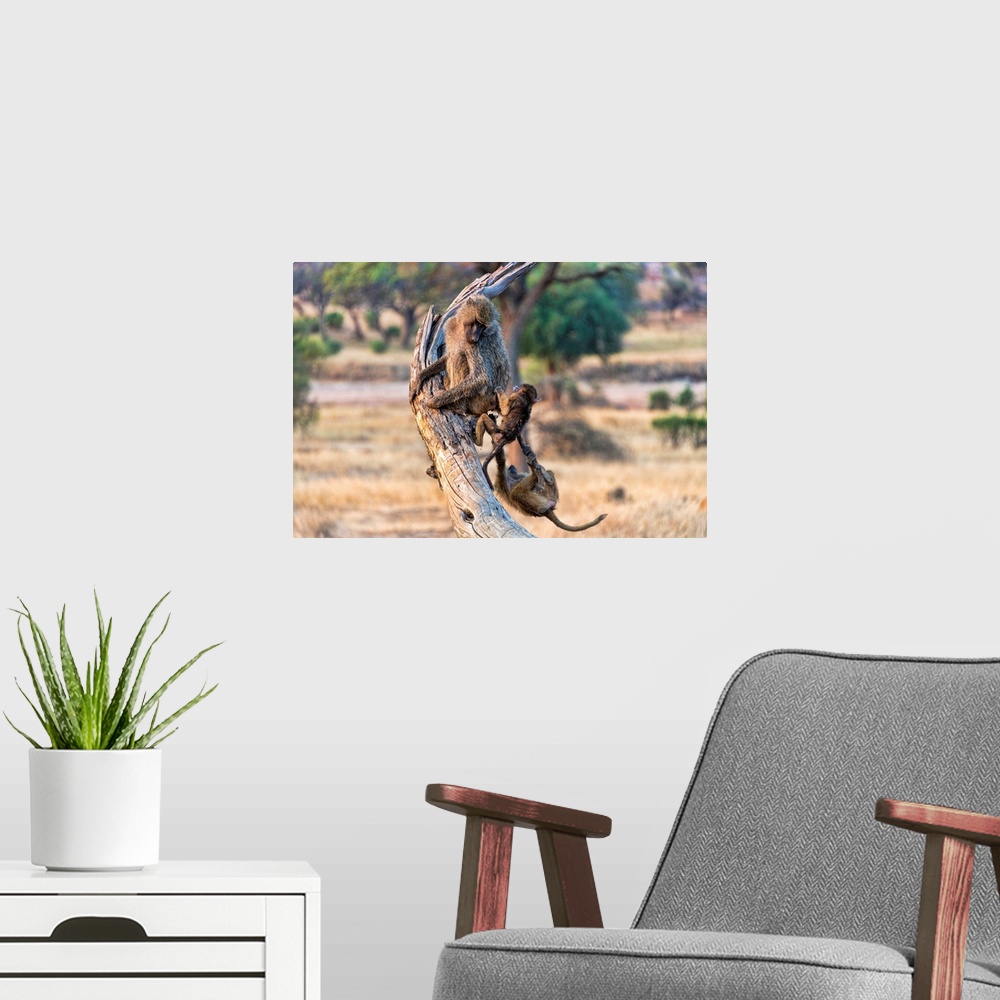 A modern room featuring Baboons in a tree. Serengeti, Tanzania, Africa.